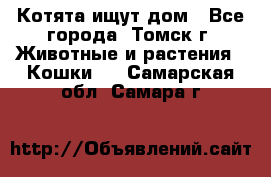 Котята ищут дом - Все города, Томск г. Животные и растения » Кошки   . Самарская обл.,Самара г.